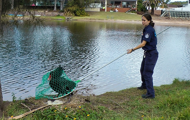 Swan getting caught by RSPCA Rescue Officer